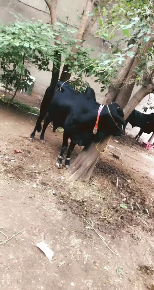 @Muhammad Suleman