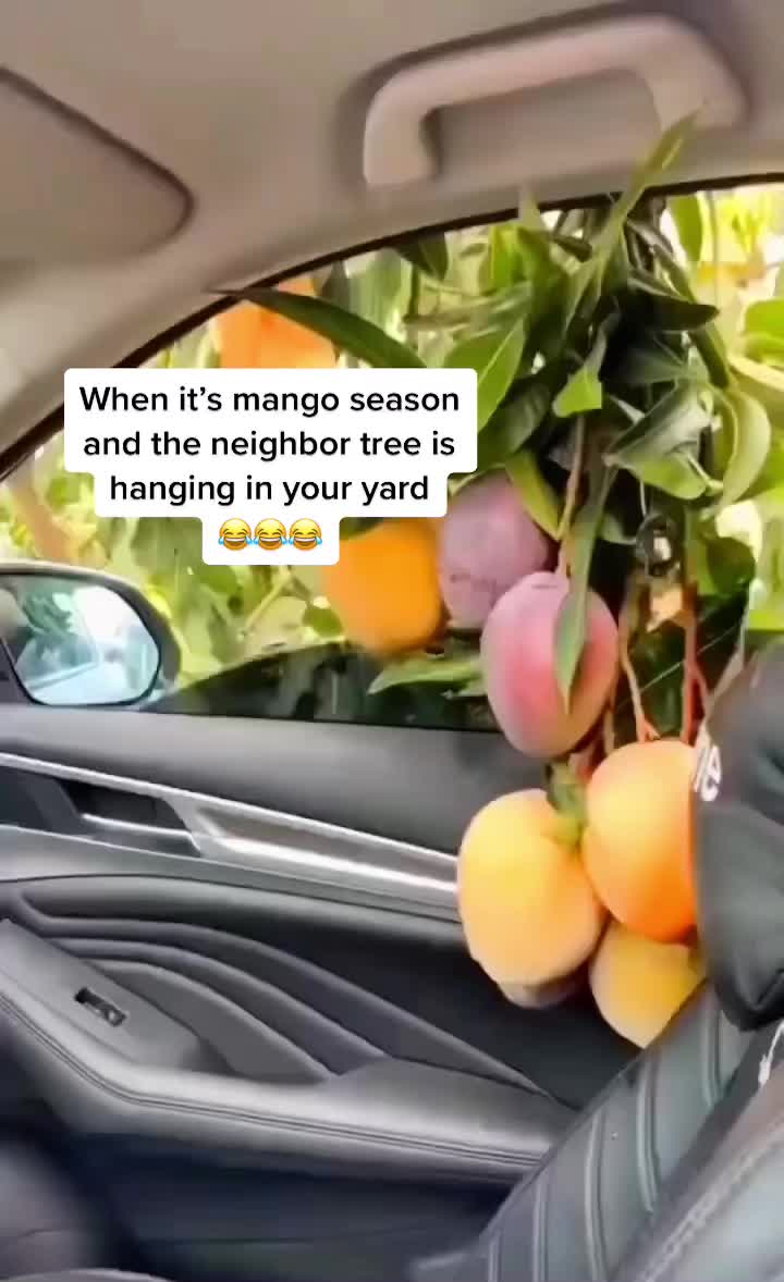 @Island Pops