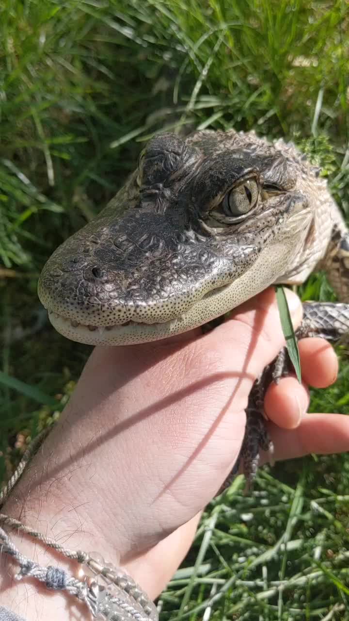 @gatordood88