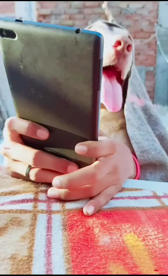 @comedy_dog_rocky