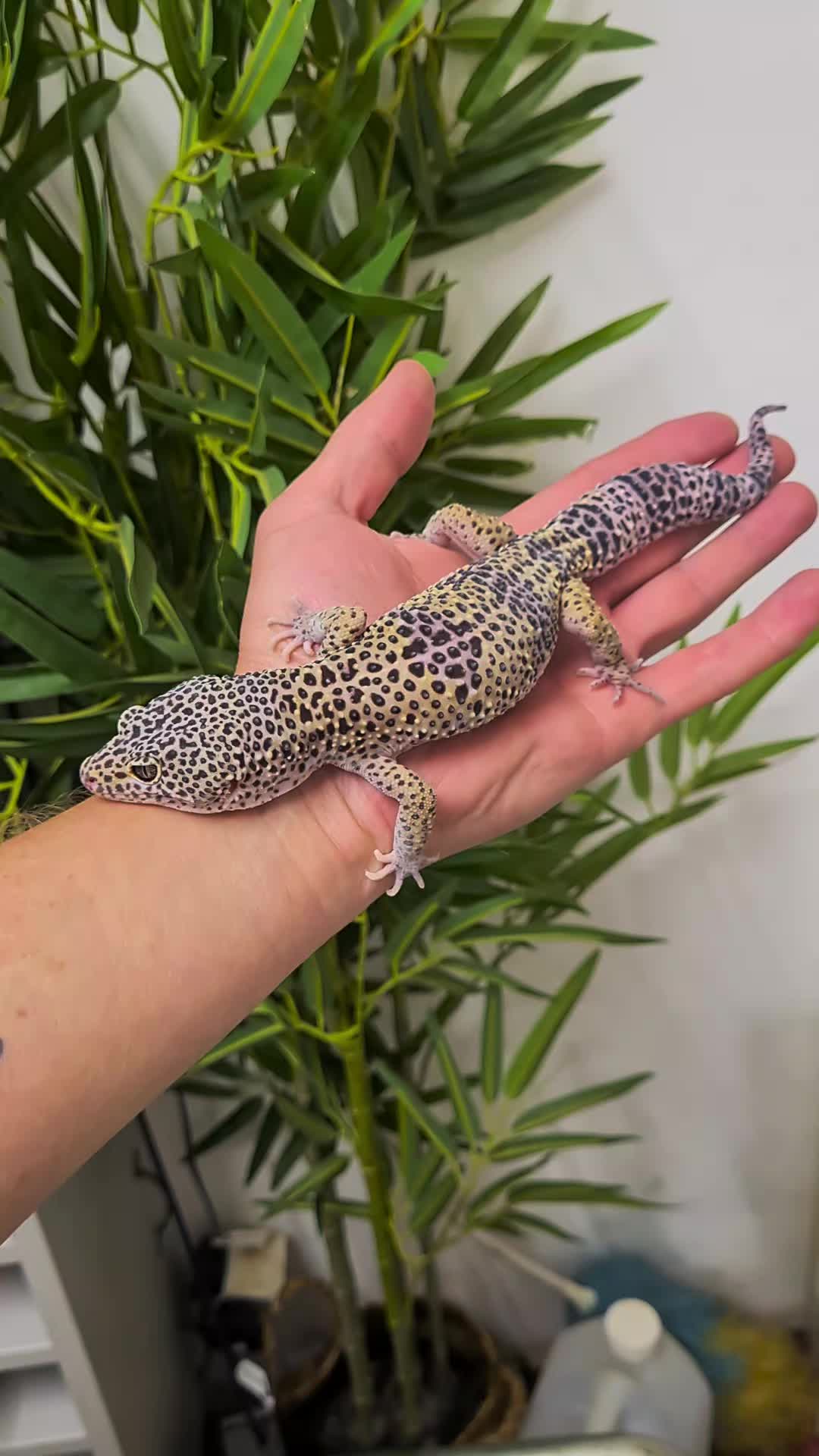 @CambridgeGecko