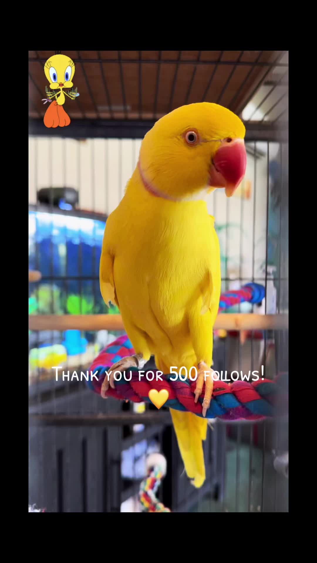 @Tweety the Ringneck
