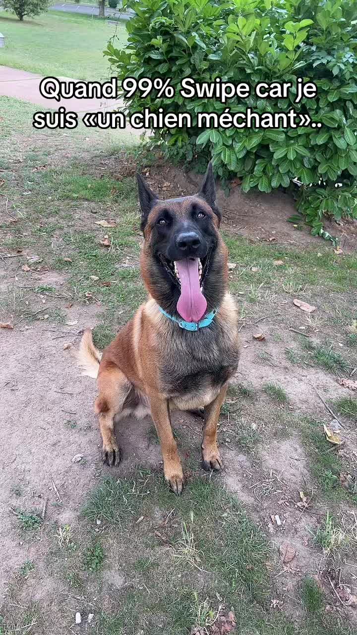 @Rios le malinois 🐕