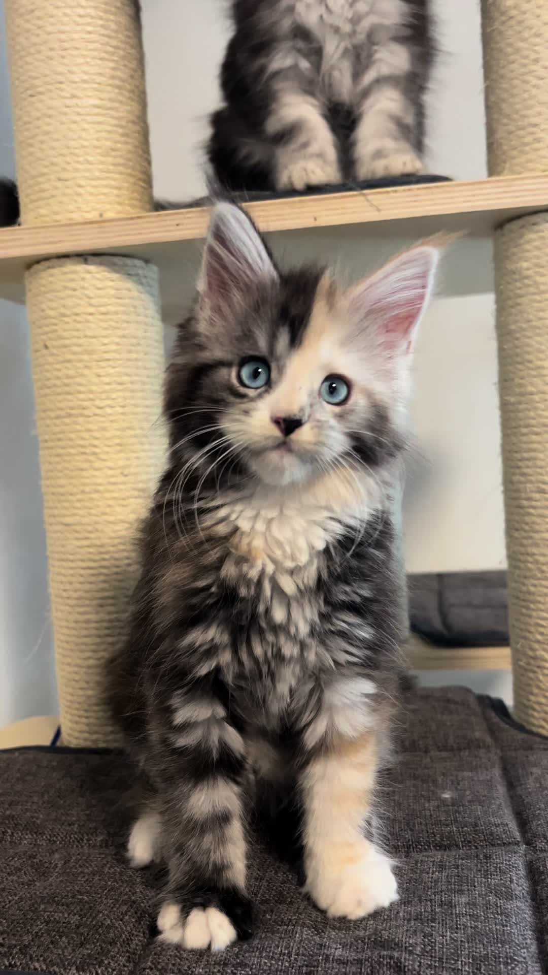 @WilderRegenbogenMaineCoon