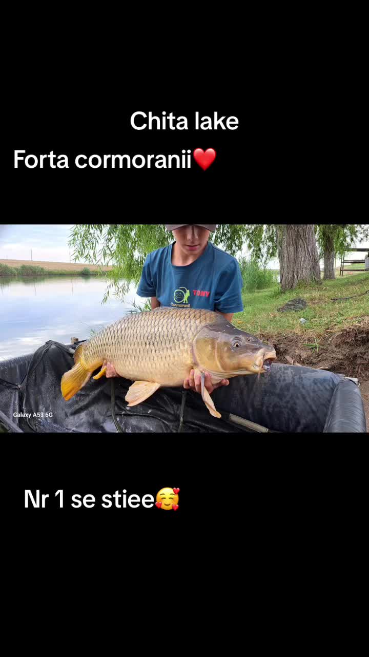 @toni_cormoranii