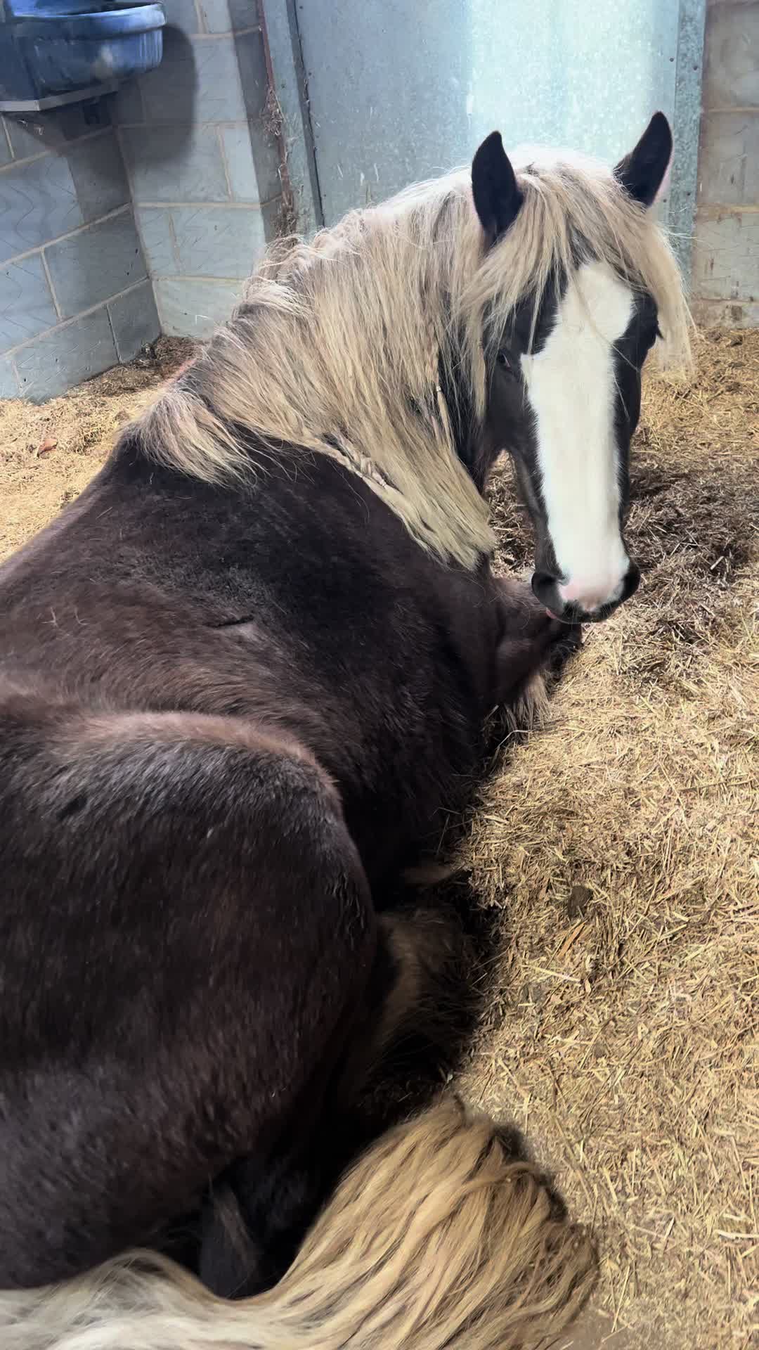 @A_G_Dressage