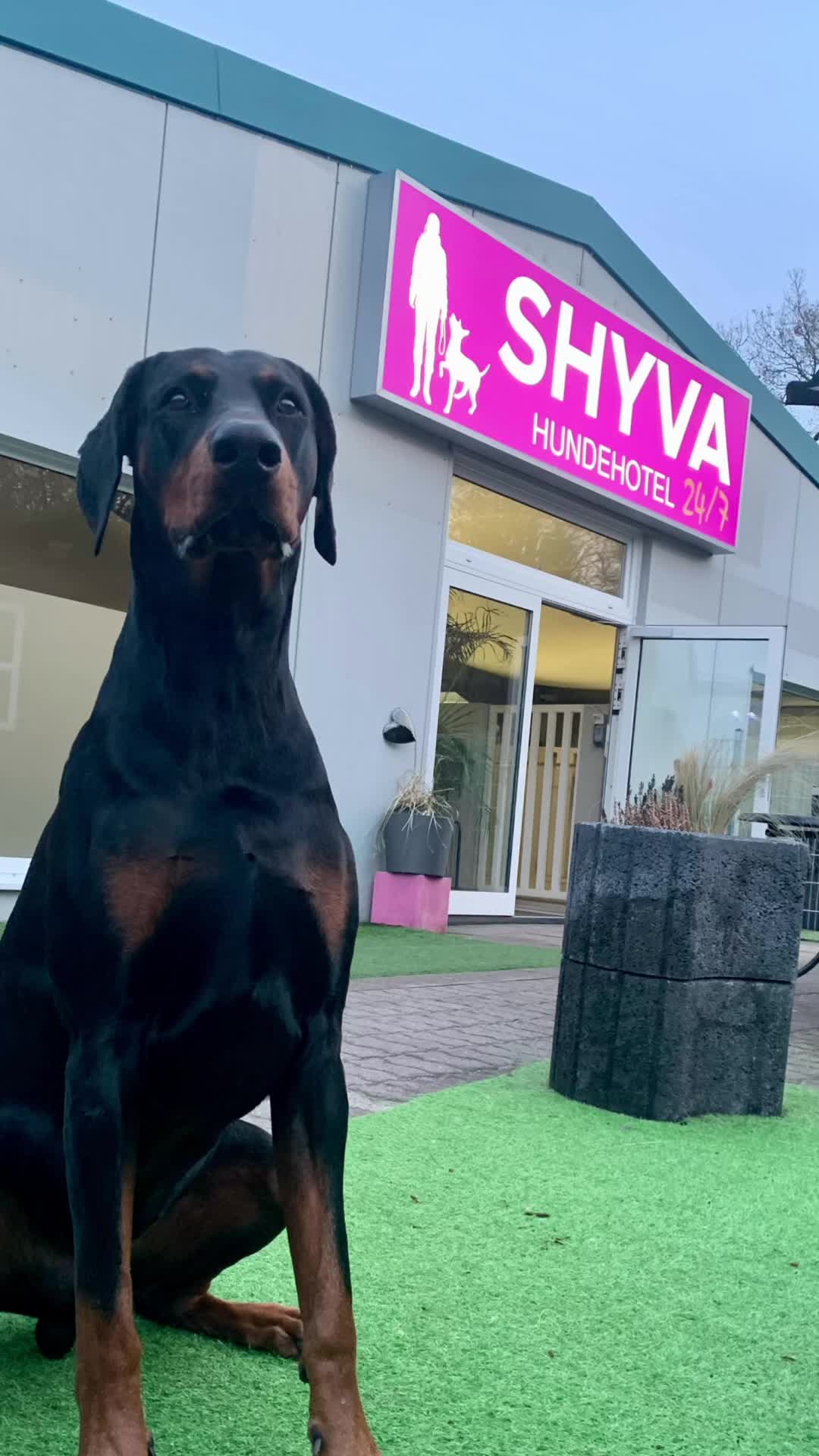 @Shyva Hundezentrum