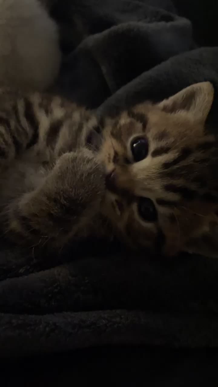 @KITTY