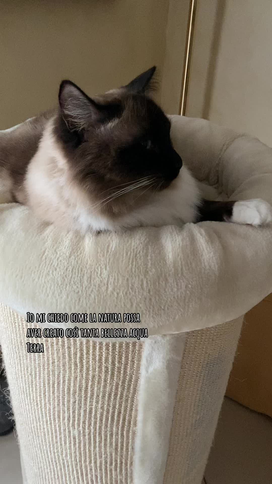 @Ren the Ragdoll Cat
