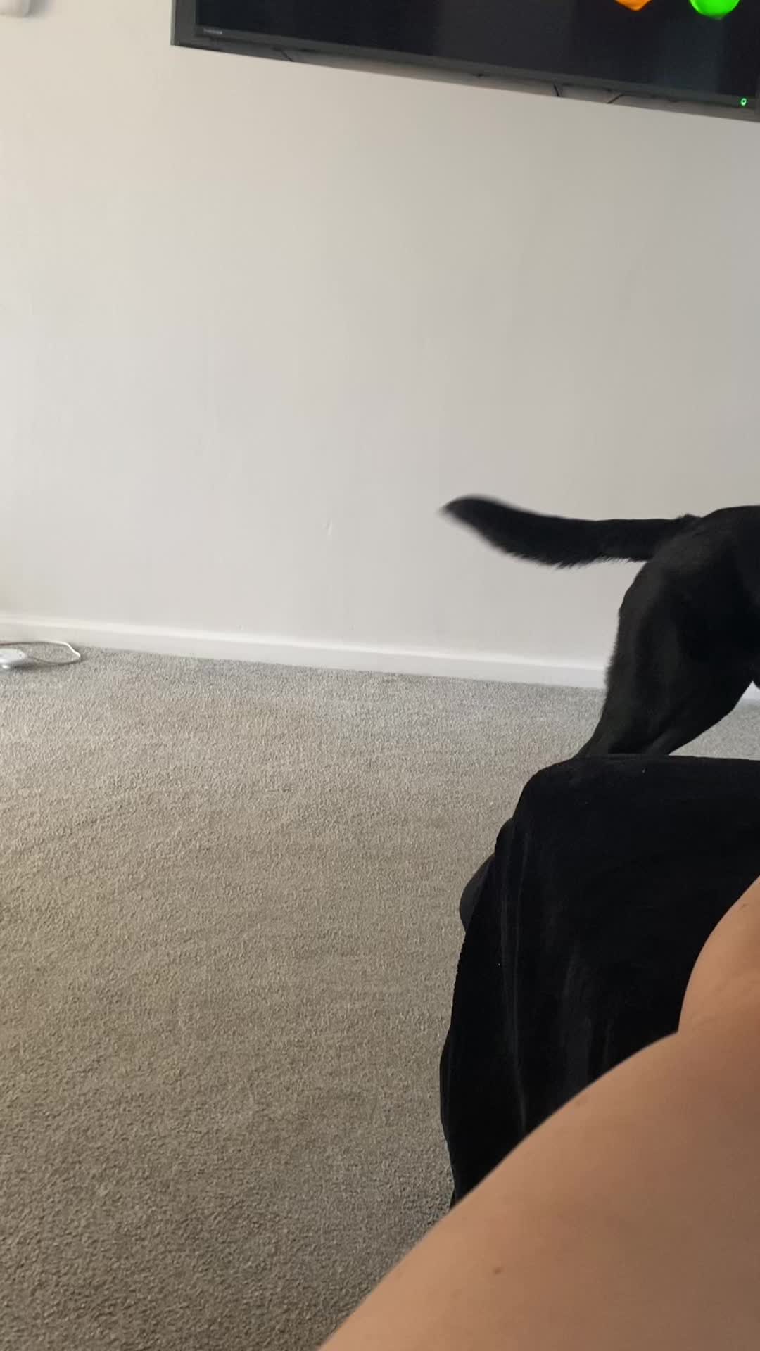 @Ruperttheblacklab
