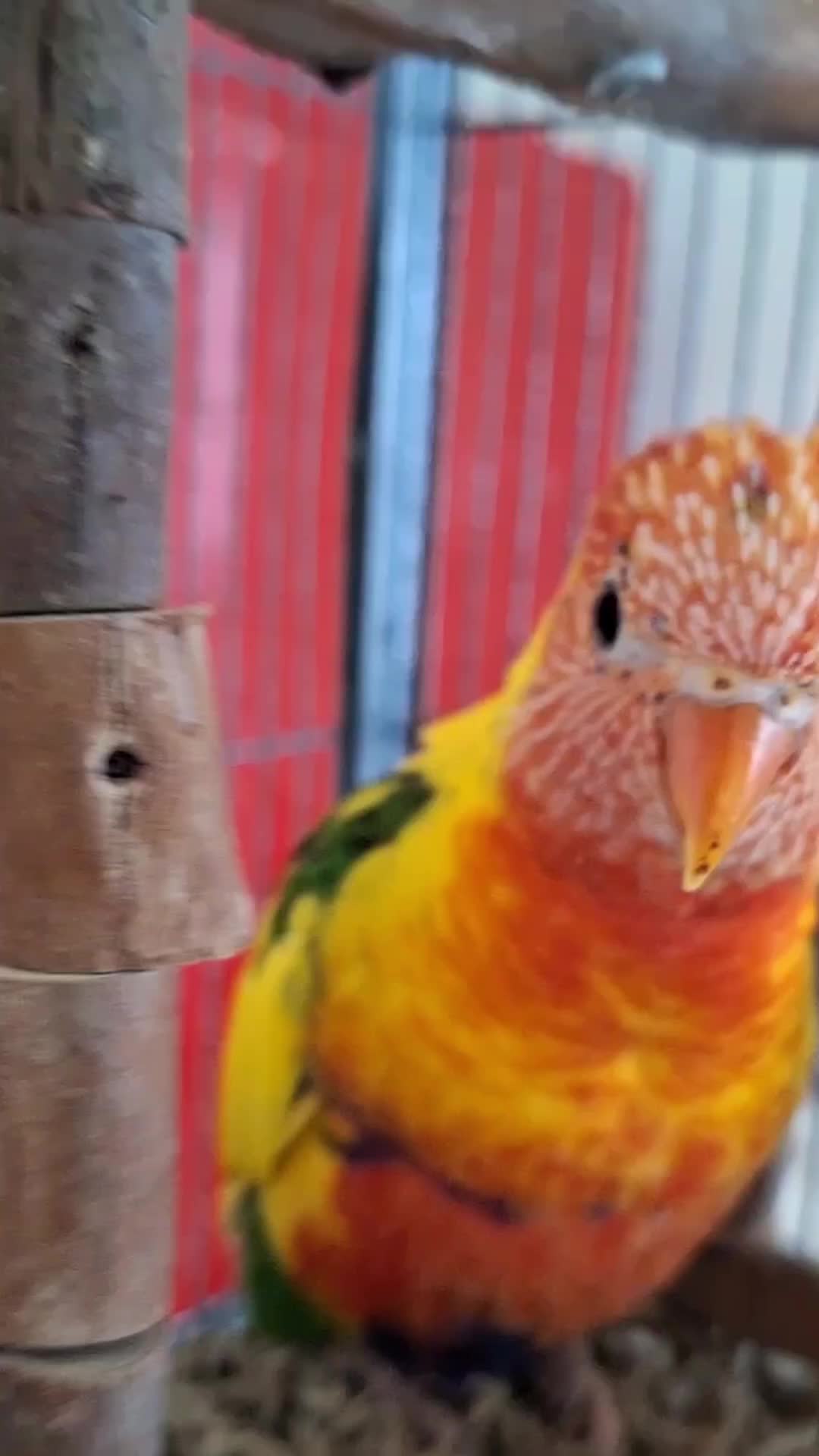 @birbwirb
