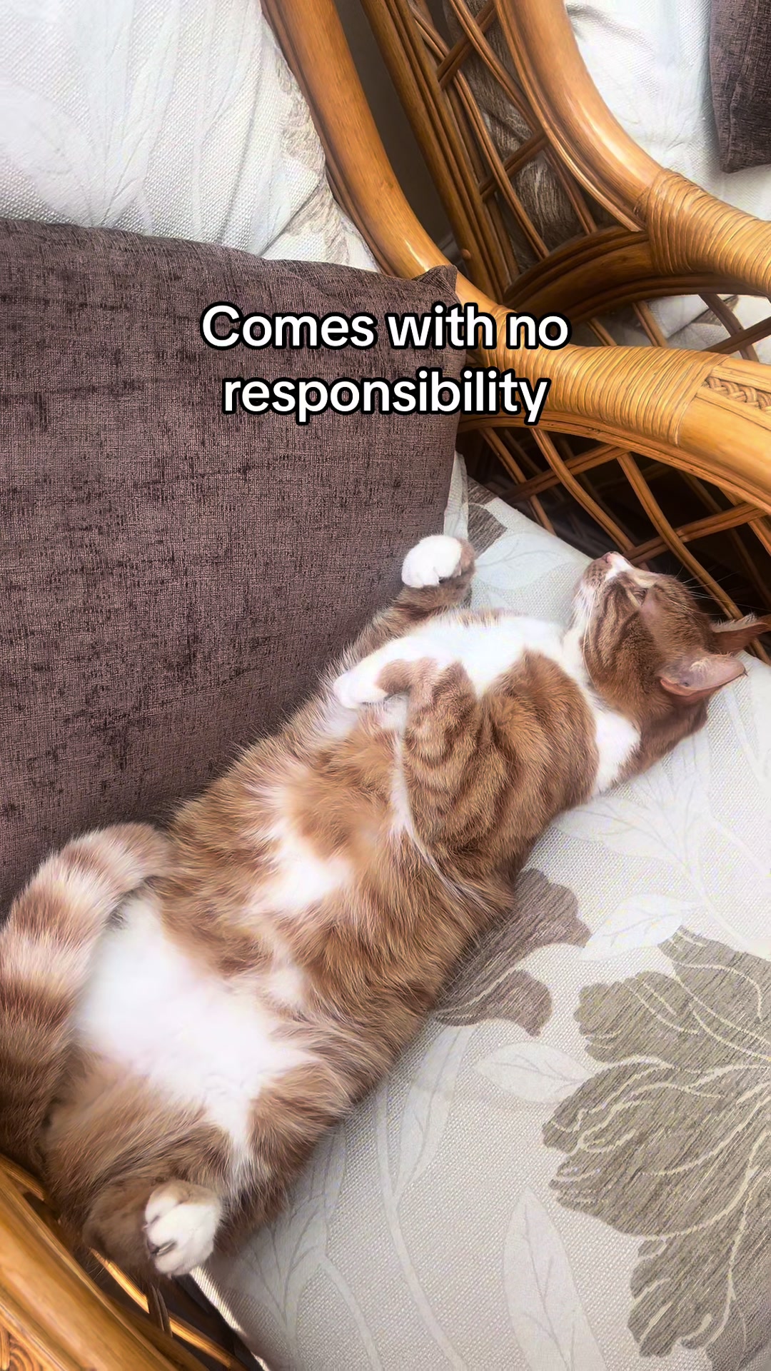 @Aloo The Cat