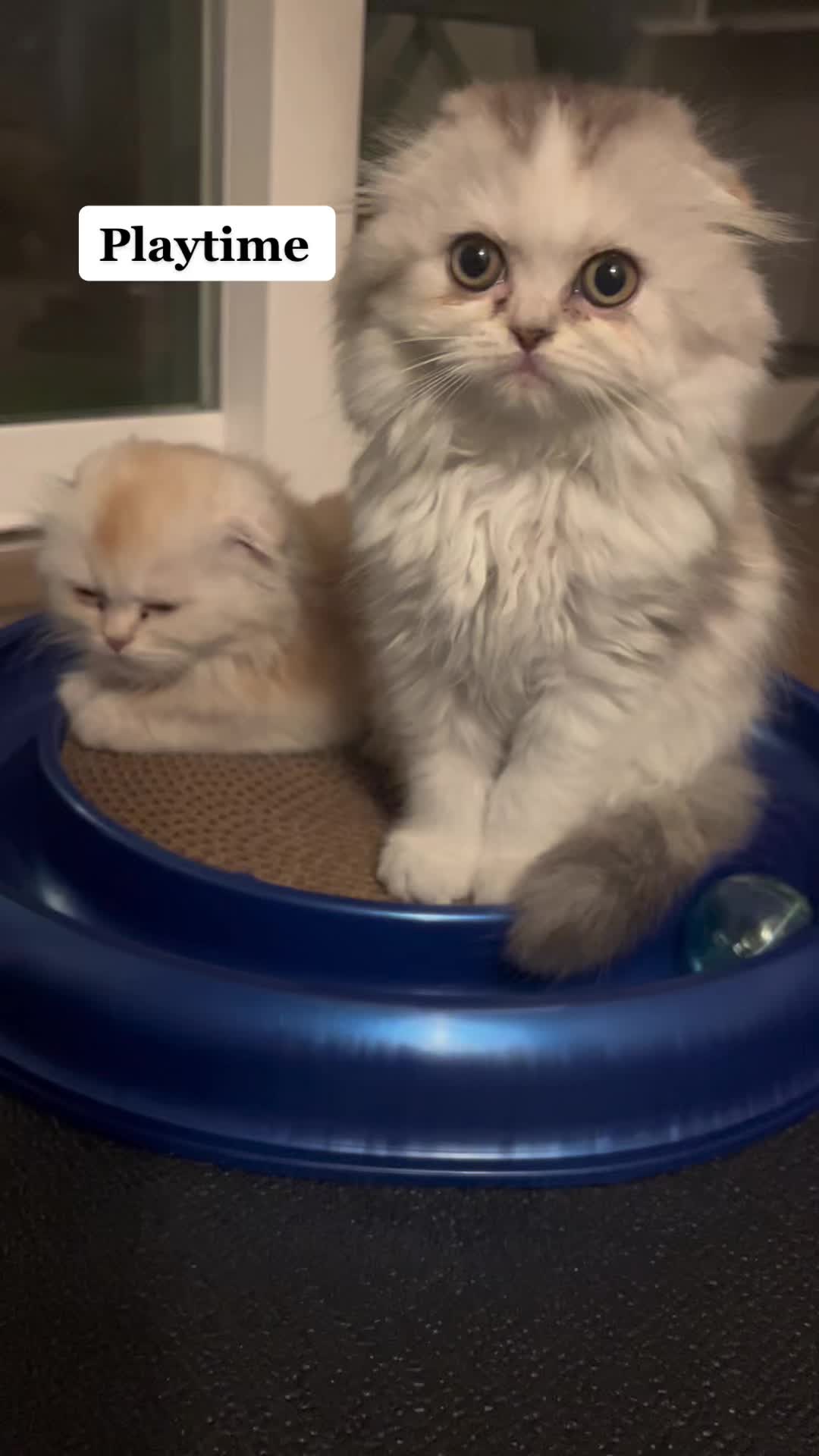@Chester_and_Pepper