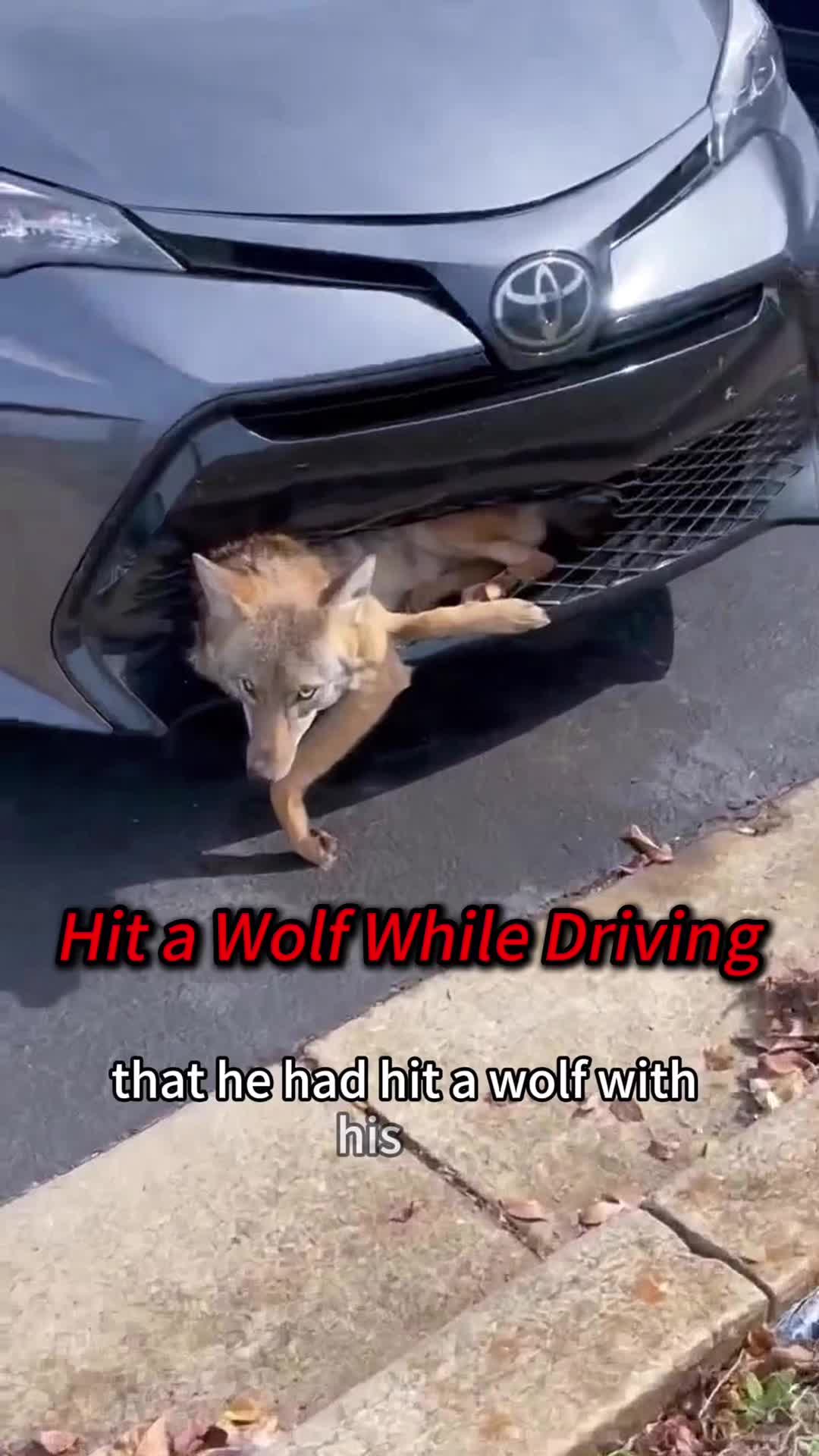 @Kiki_animals22