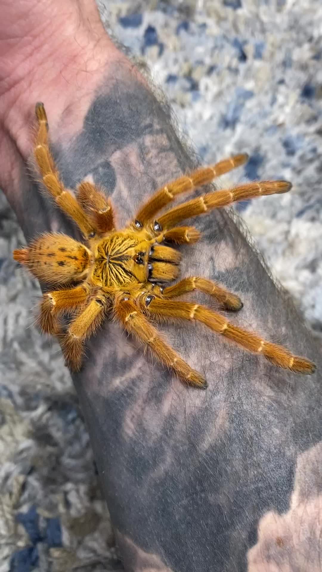 @JKCRITTERS 🕷️🔥✨