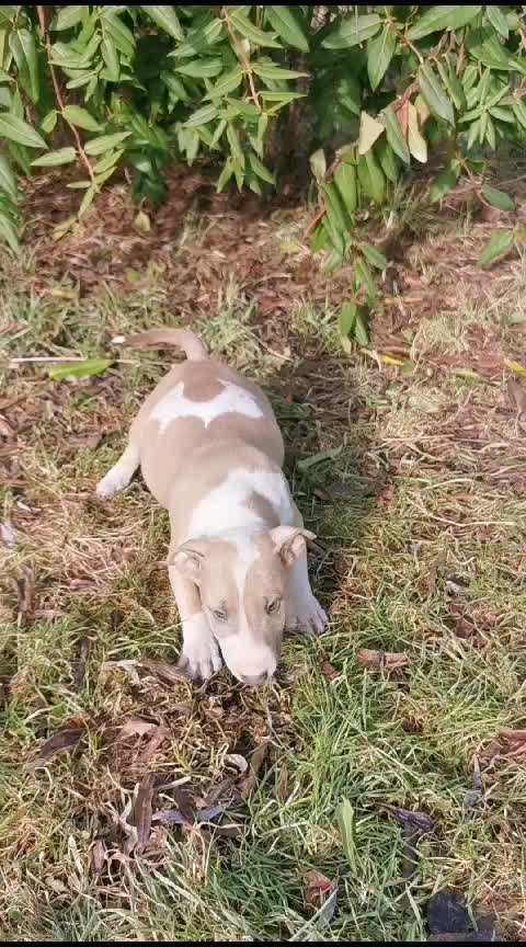 @Mini Bull Terriers from Hell
