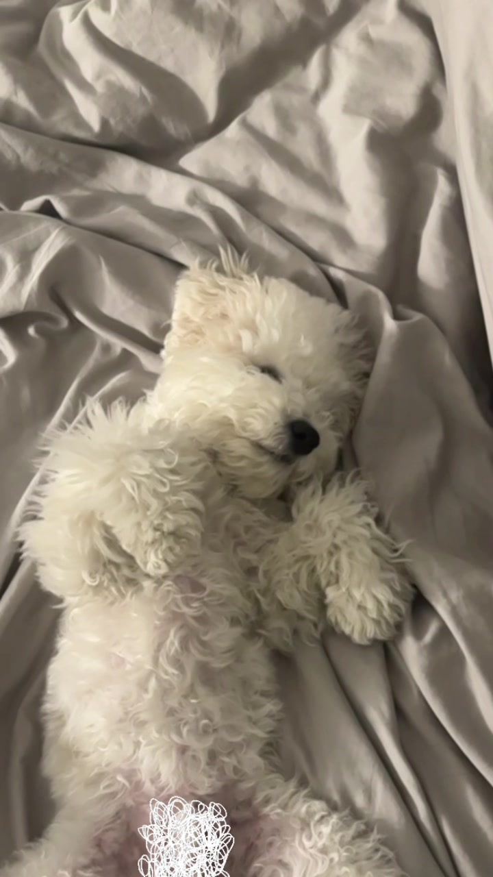 @Rui the Bichon