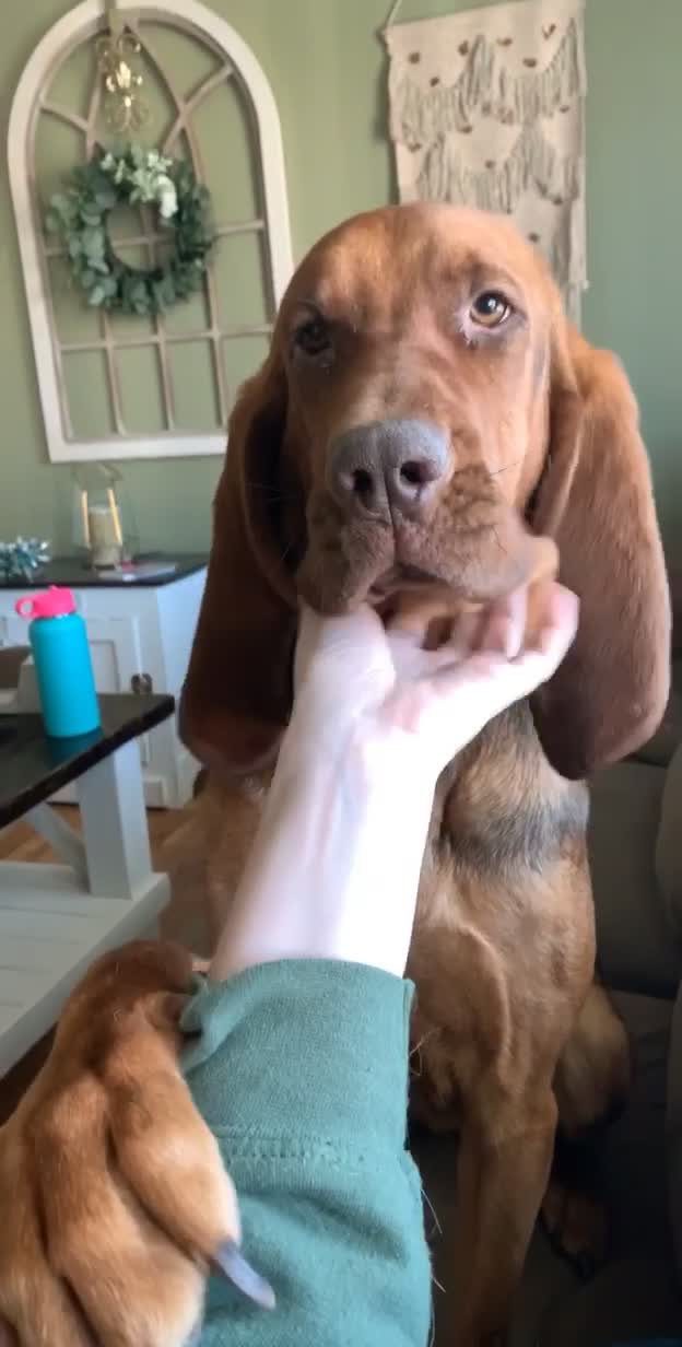 @RiverTheLiverHound