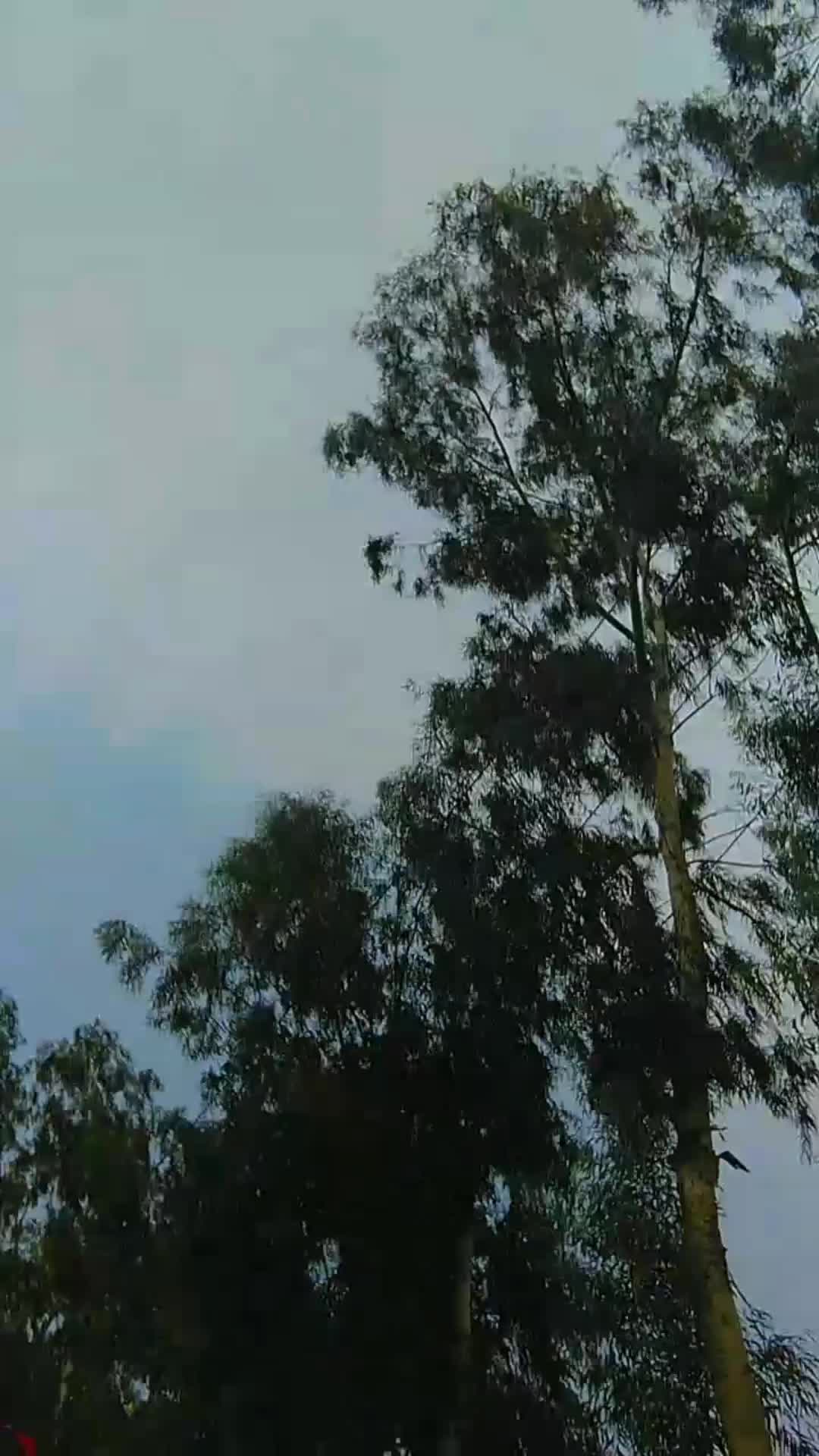 @sabarali234