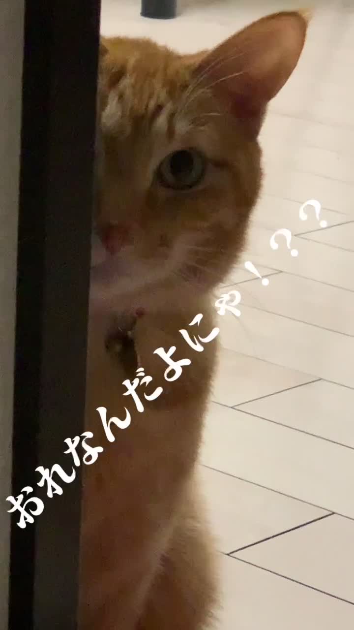 @ð¯ðµNyas ð±ð§¡ãã®ãã³ãæçš¿ã