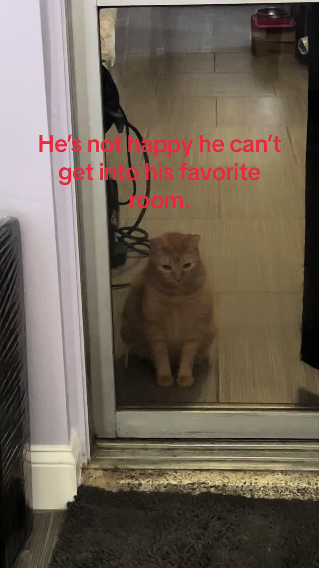 @roxyredcat