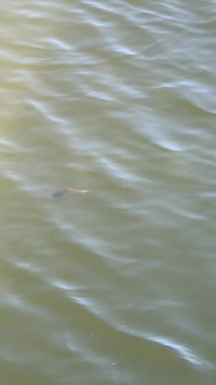 @grovesbaitco