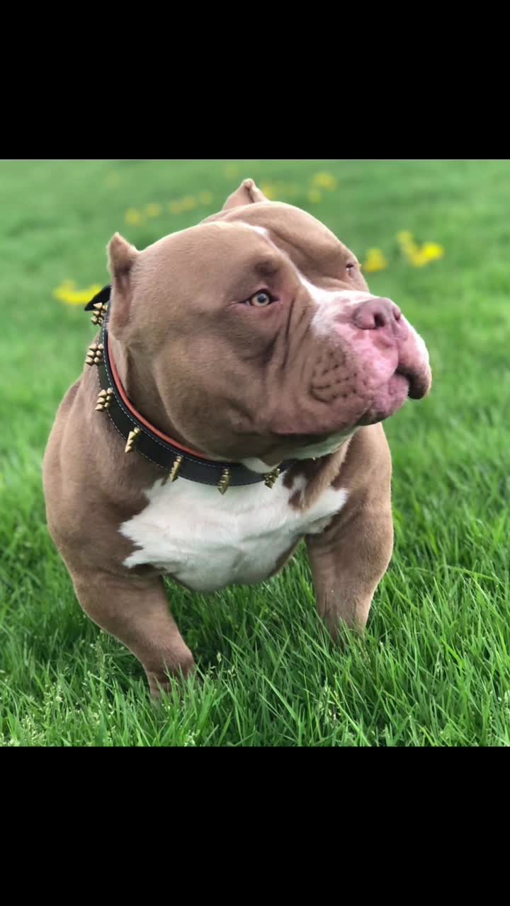 @BullMassProminence