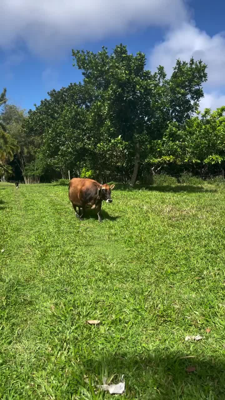 @kumuainafarms