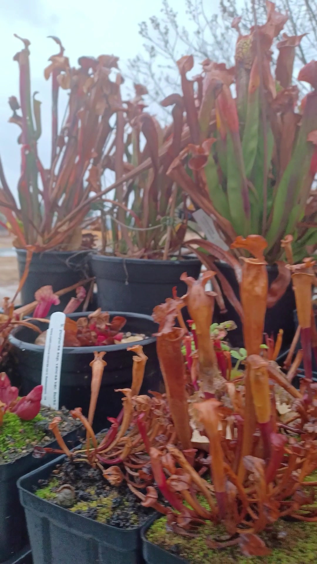 @Logs Plants