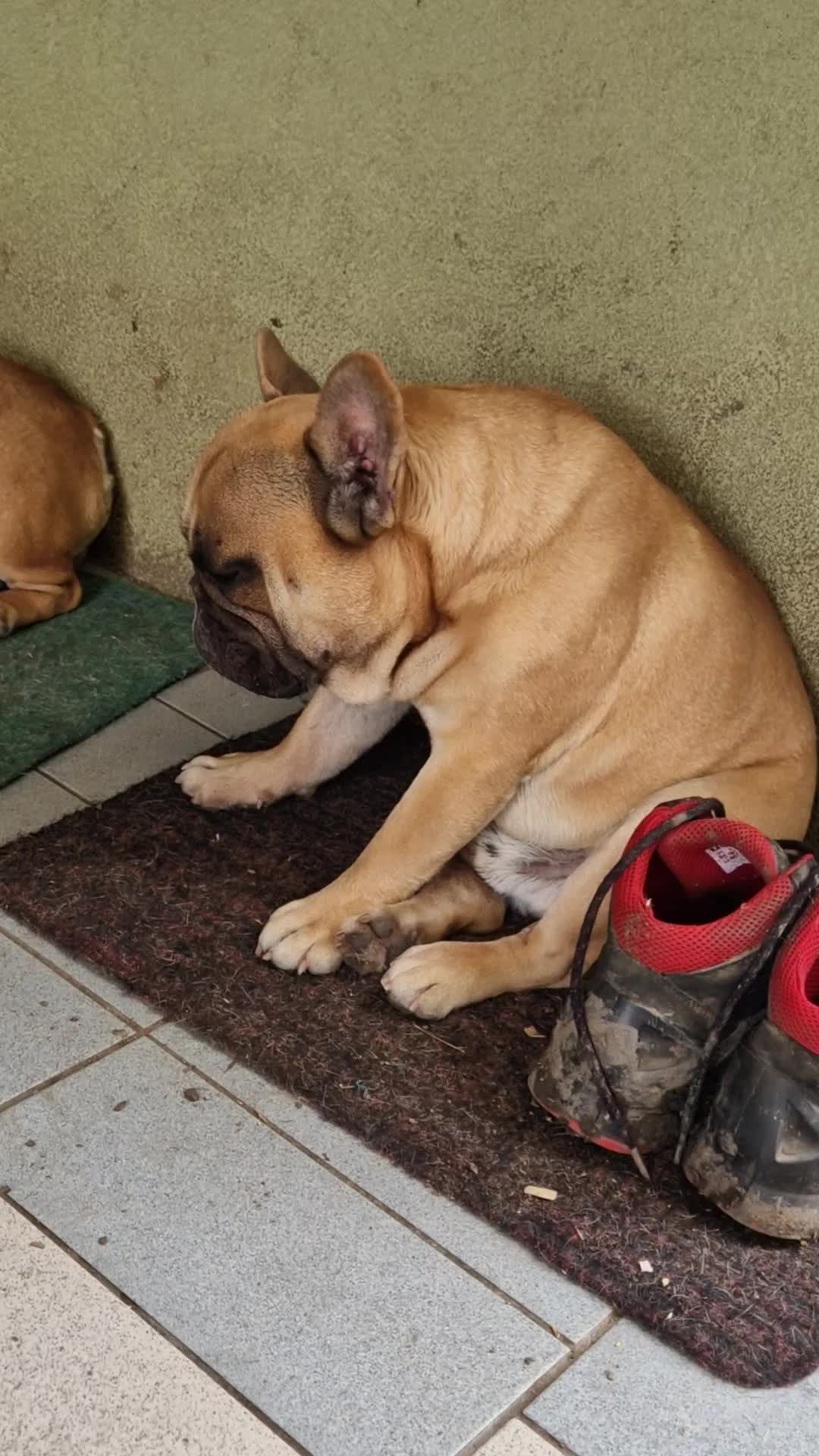 @Nomad_Warrior_Kennel