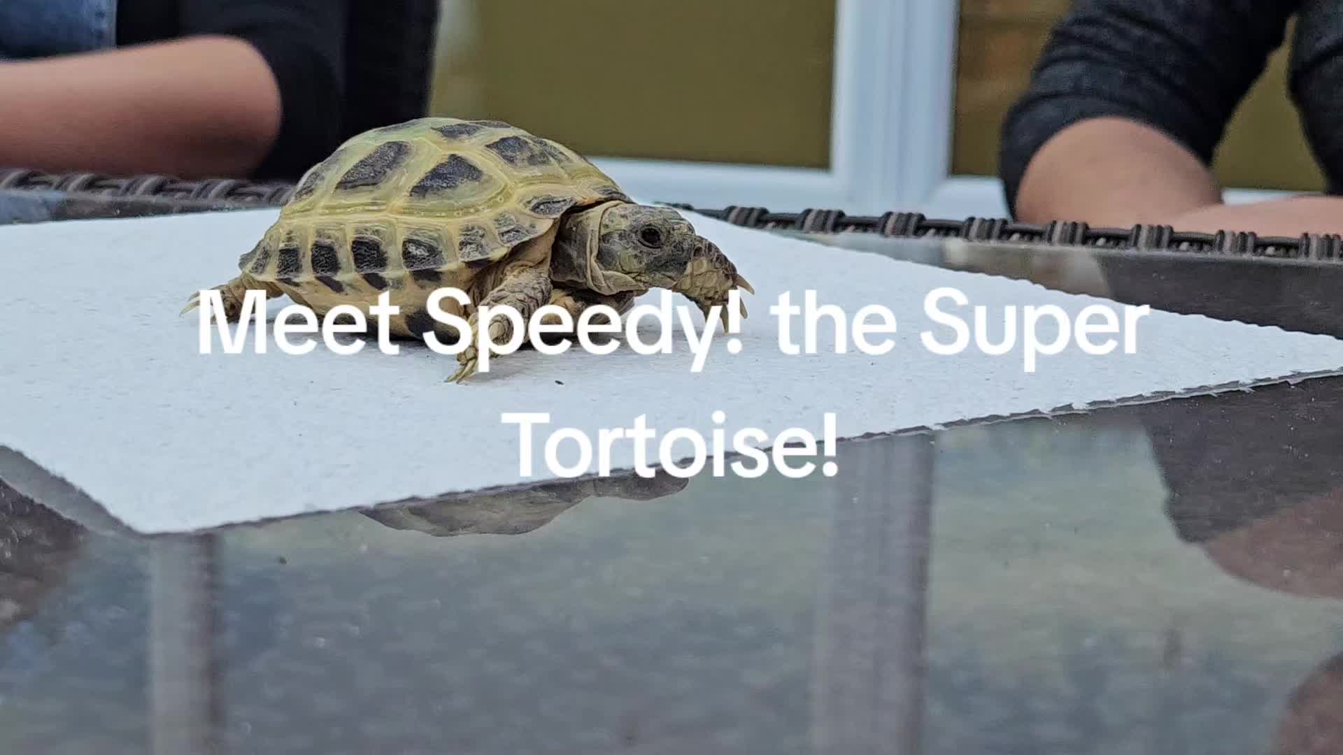 @speedy_the_tortoise