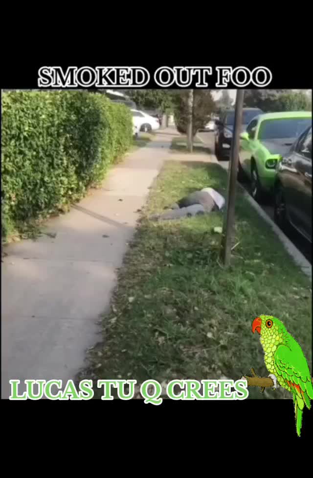 @ElChavoDodger 🇲🇽