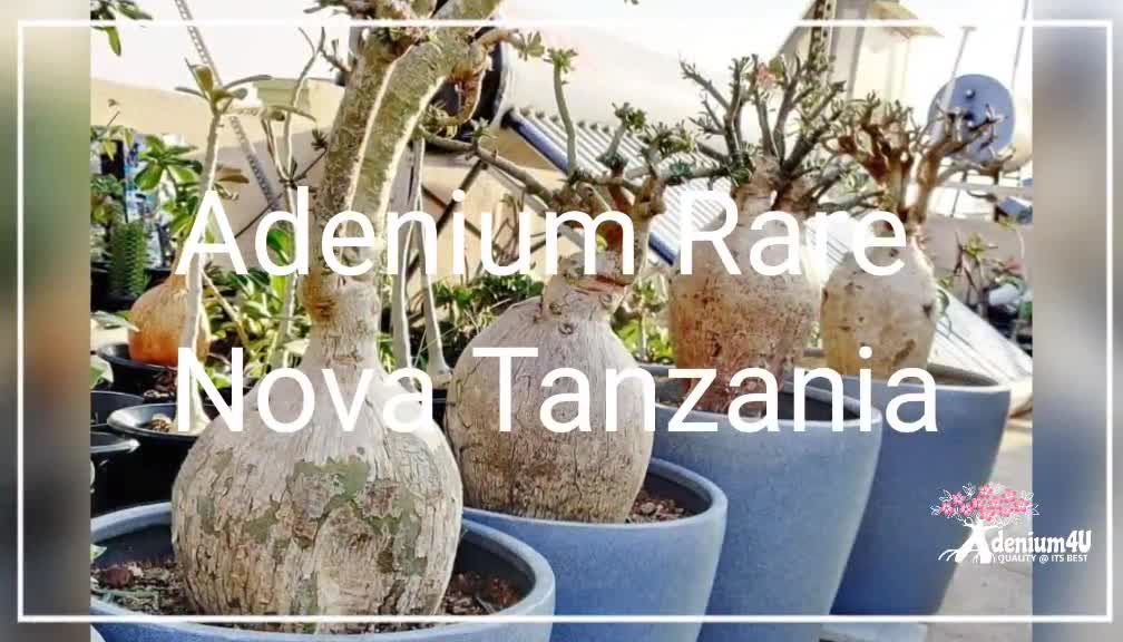 @Adenium 4u
