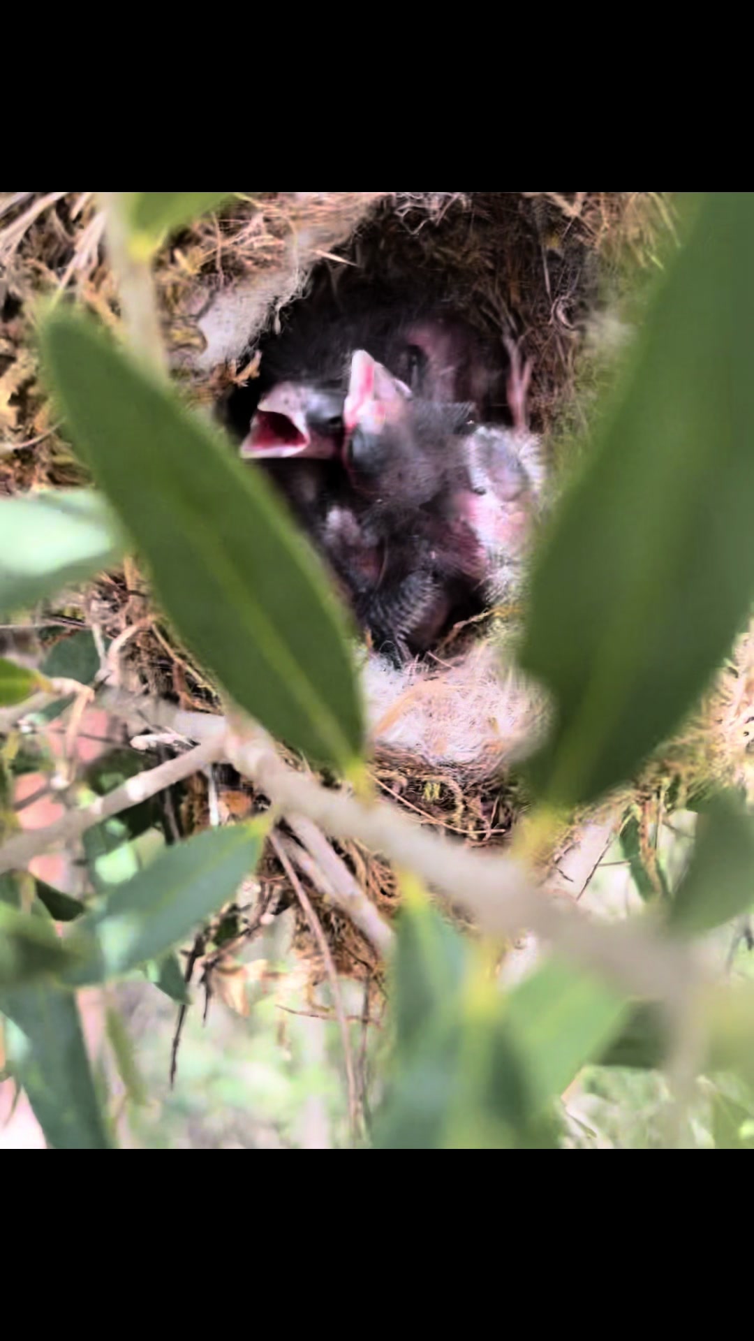@AviarioAS