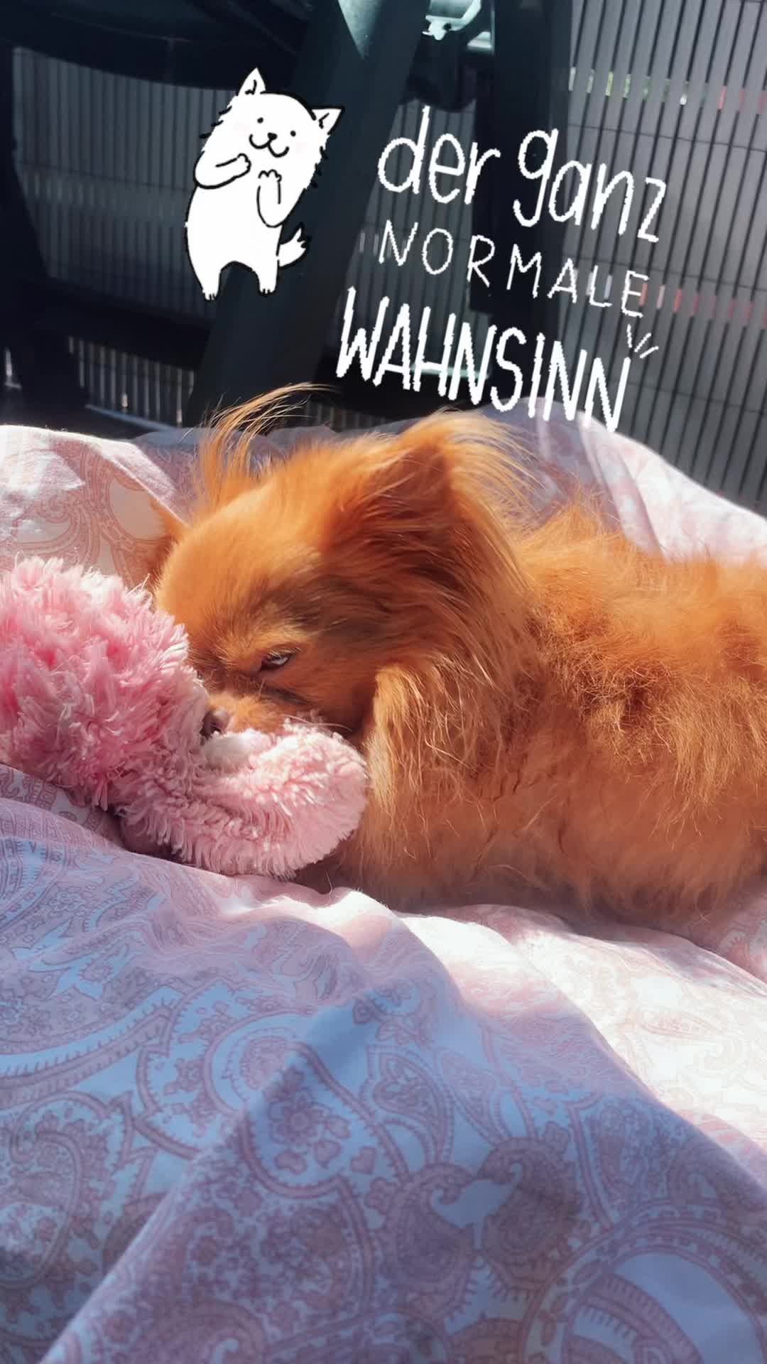 @Lisa💙PhiLLs kleine Nervensäge