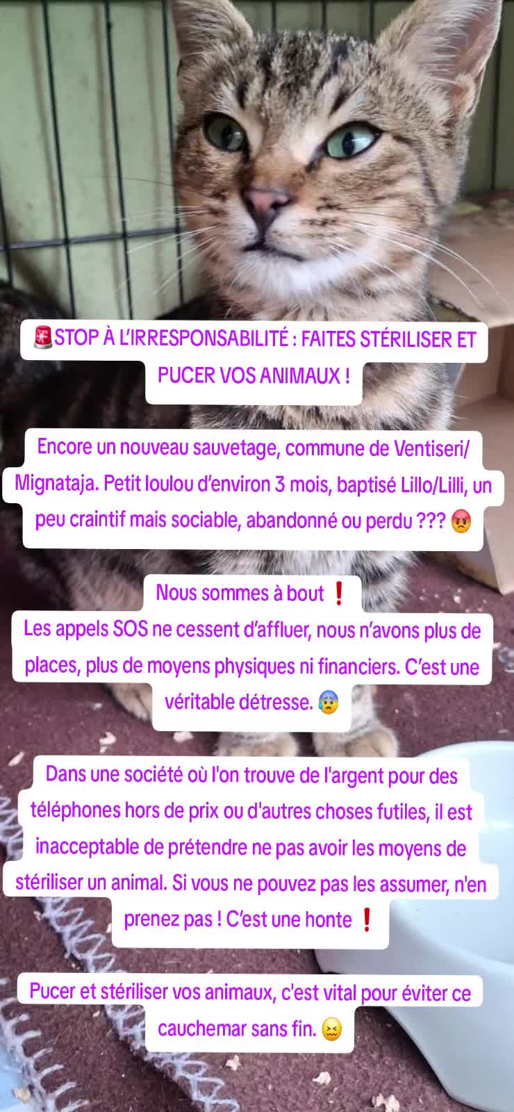 @Ass Les petits f&eacute;lins de Corse
