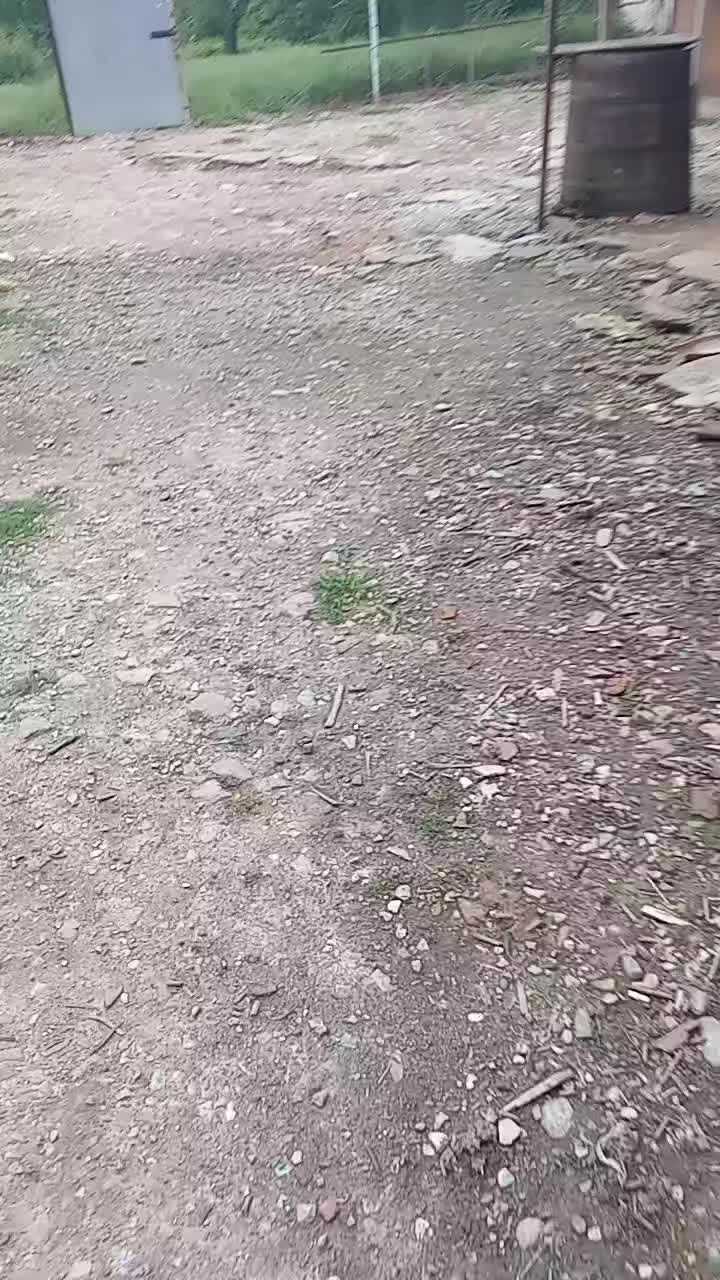 @pigeons of the day