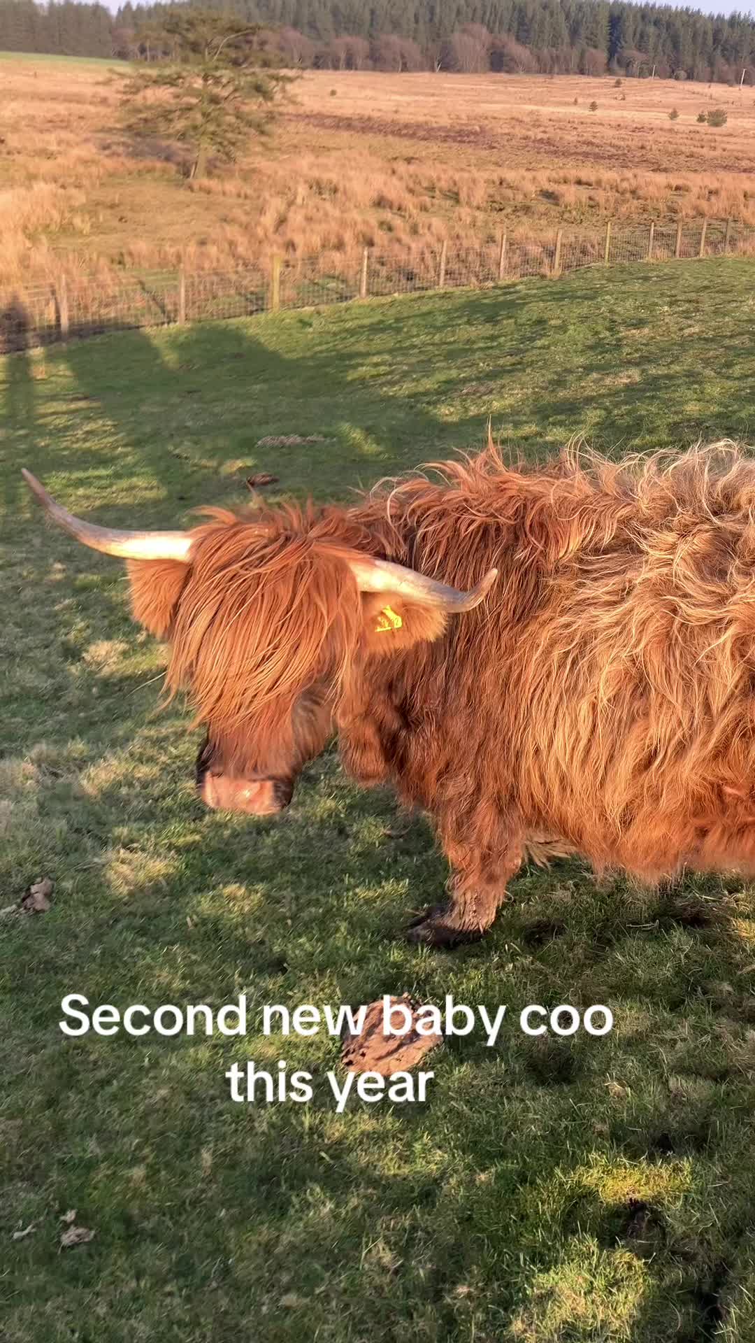 @Highland Coo Clan