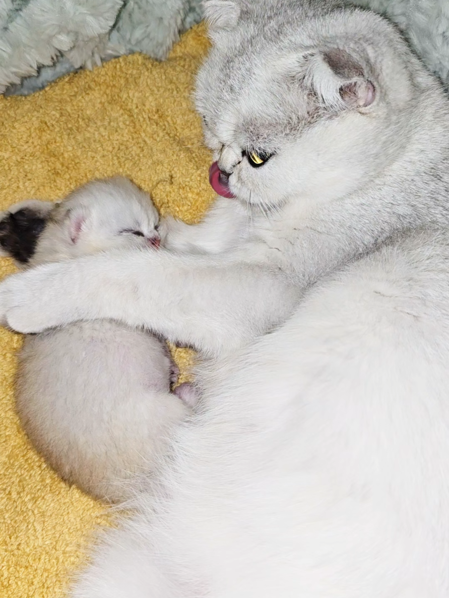 @Cat Chloe & kittens
