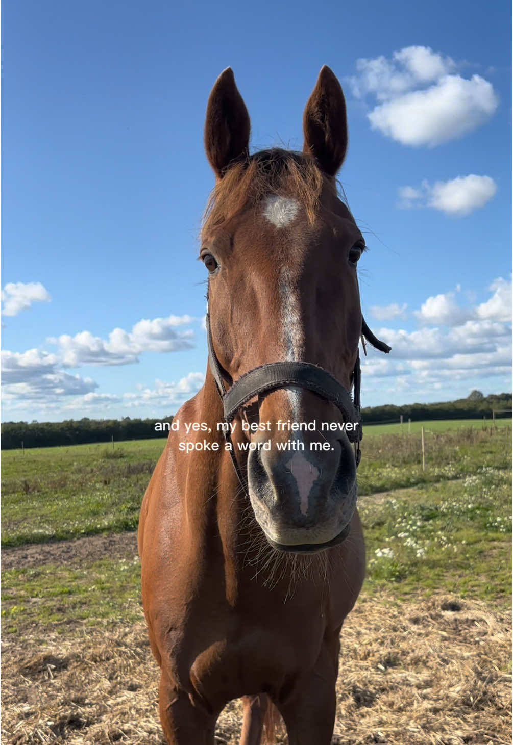 @Kv.equestrian
