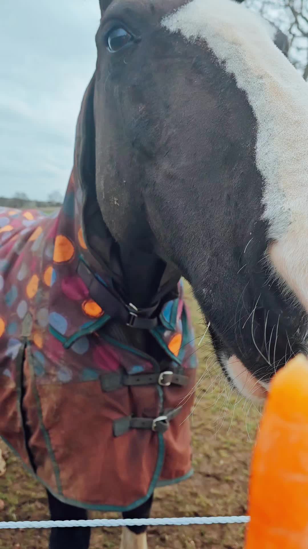 @Chase Gate Equine