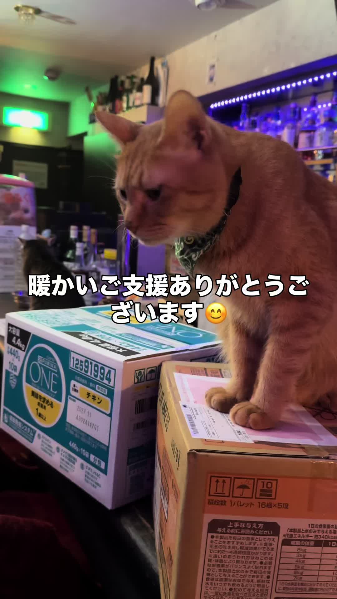 @Cats in the Box.