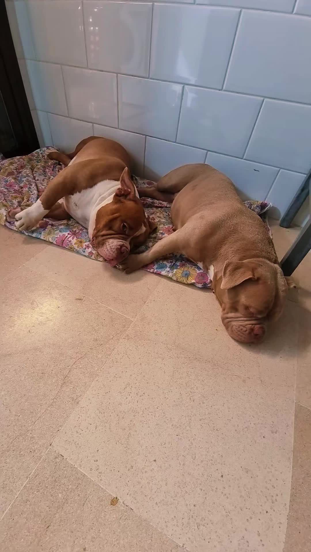 @Americanbully.Boyka