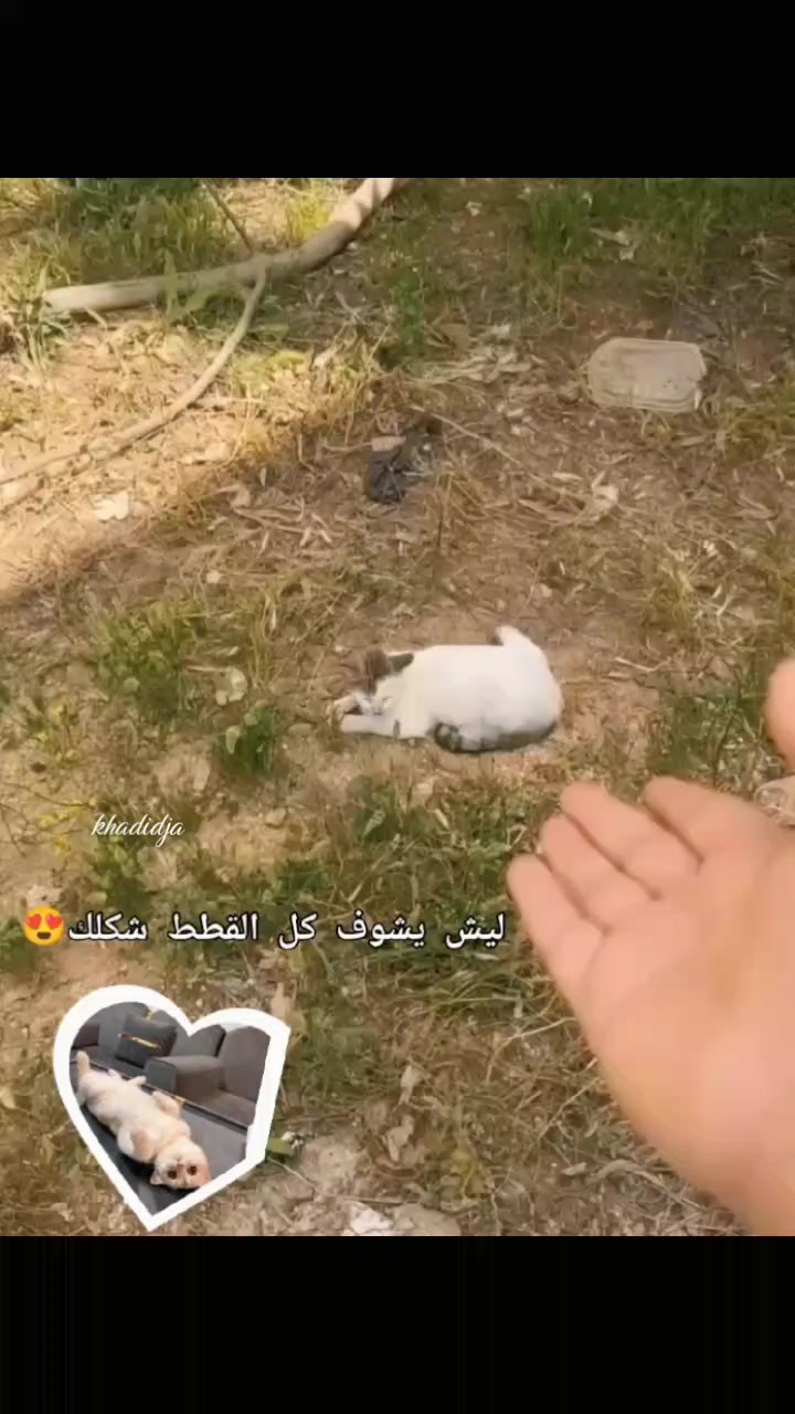 @khadidja_inzo21🧸🇩🇿