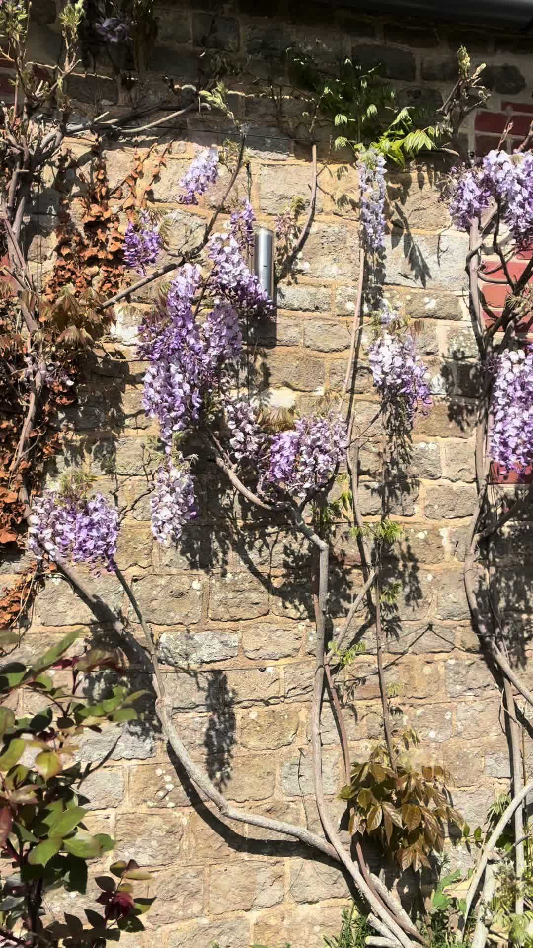 @All The Small Plants