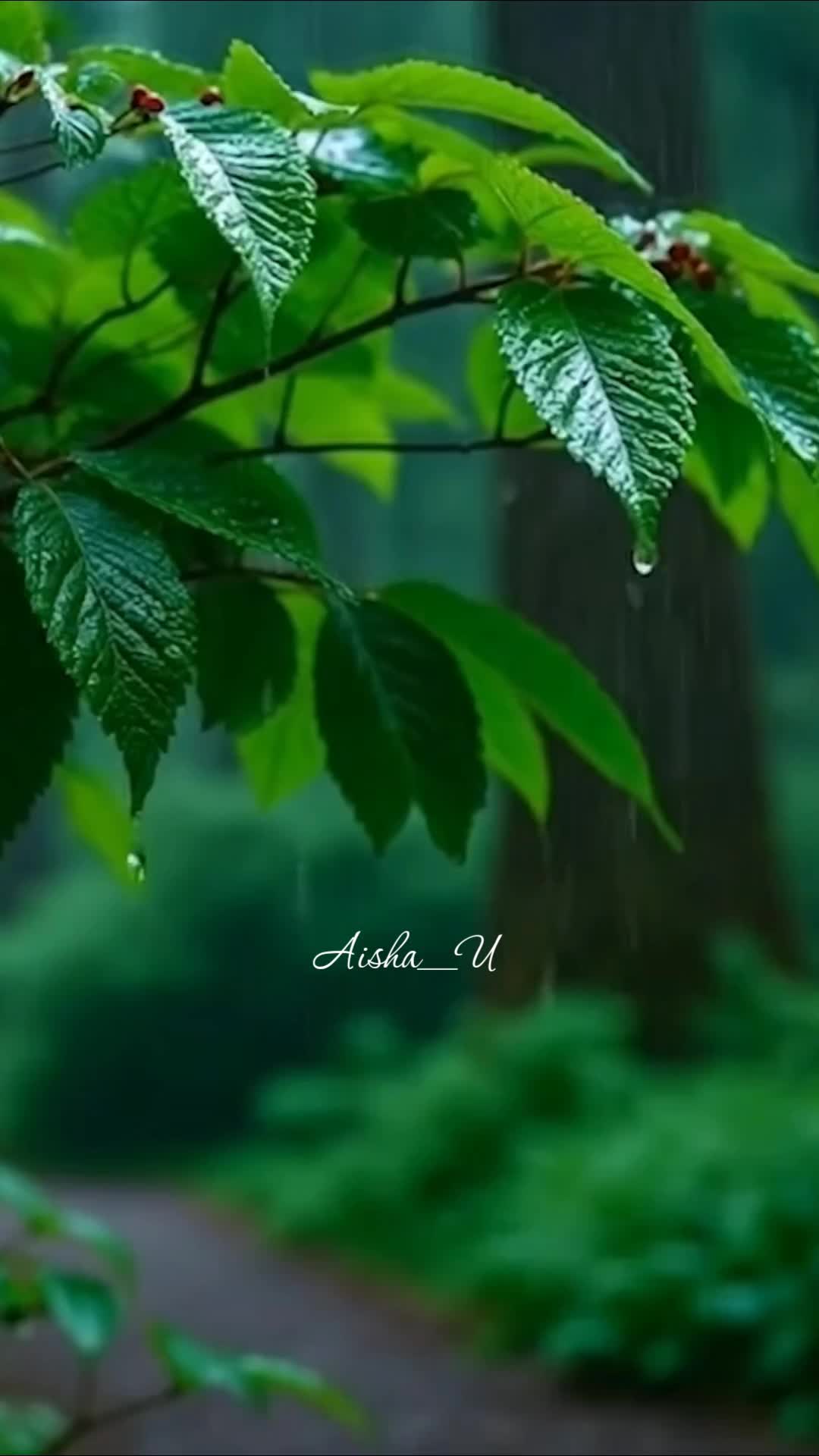 @Aisha_U