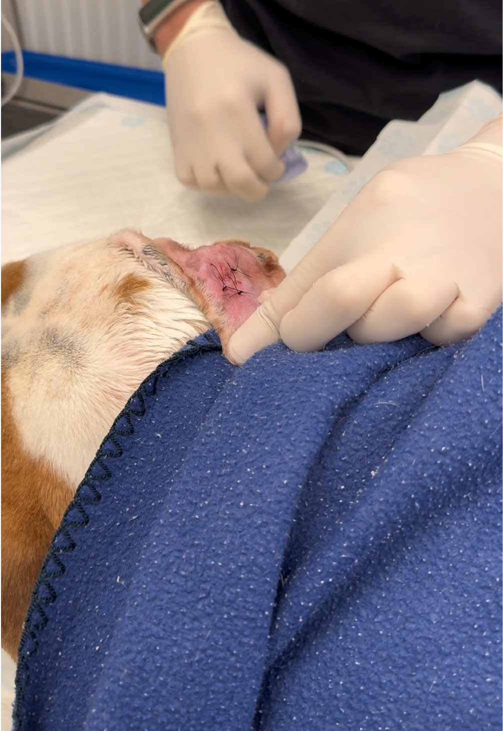 @Tomasthevet