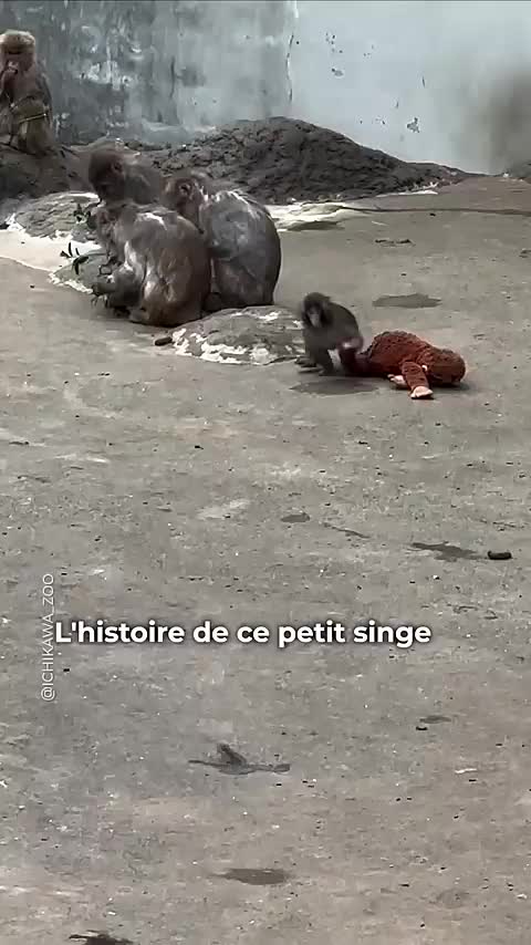 @jeje