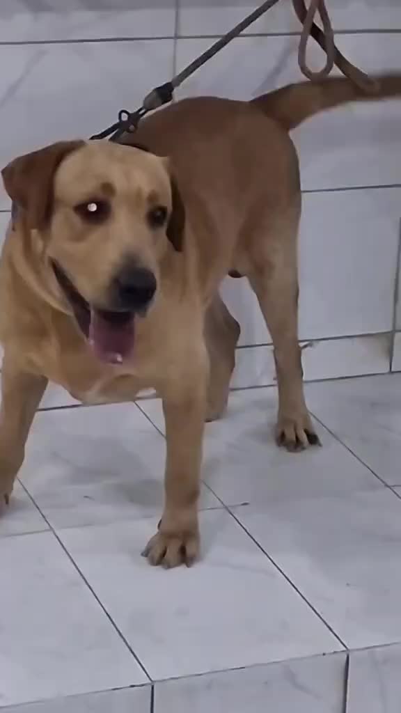 @Pet Lover