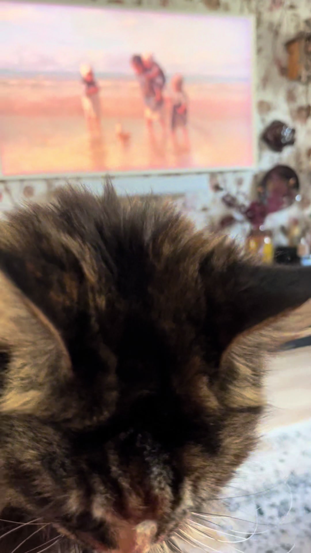@grumpycattommyandfriends